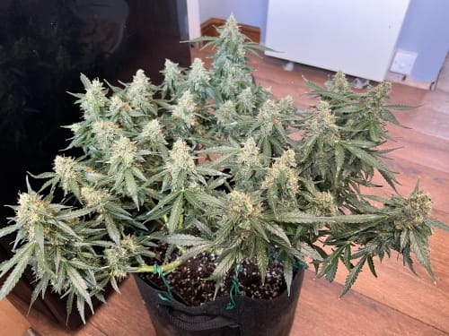 Image 4 of Lung Ztrikez Auto cannabis by ElevenThirty Genetics – Fuel – Auto-Flowering – Body Stone – Seed City