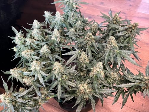 Lung Ztrikez Auto cannabis seeds – Large yield – Outdoor cultivation – Fuel – image 6 from Seed City