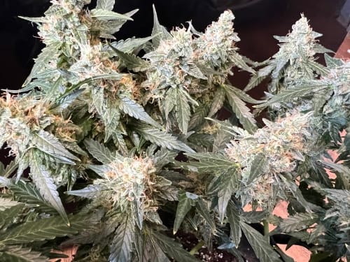 Lung Ztrikez Auto cannabis seeds – Indica-heavy – Outdoor cultivation – Fuel – image 3 from Seed City