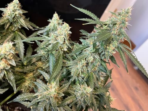 Lung Ztrikez Auto cannabis seeds – Indica-heavy – Guaranteed female plants – Auto-Flowering – image 5 from Seed City