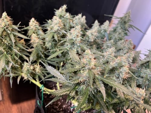 Lung Ztrikez Auto by ElevenThirty Genetics – Body Stone – Outdoor cultivation – Auto-Flowering – image 2 – Seed City