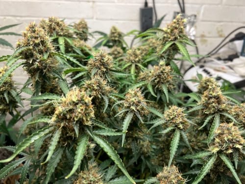 One Eyed Resin Chucker Auto cannabis – image 4 – Seed City