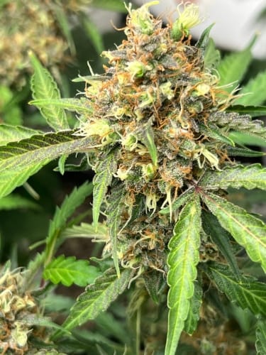 One Eyed Resin Chucker Auto cannabis seeds – Sweet – Indica Dominant – Large yield – image 3 from Seed City