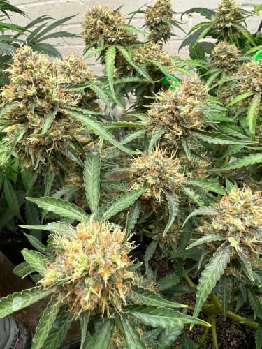 One Eyed Resin Chucker cannabis seeds – The End of September – Tall (140cm plus) – Female seeds – image 4 from Seed City
