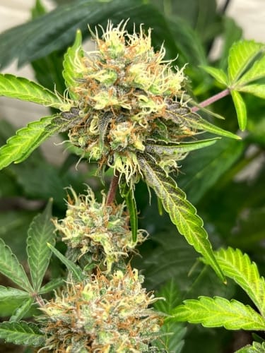 One Eyed Resin Chucker by ElevenThirty Genetics – Super Strength – Sweet – 12/12 Photoperiod – image 2 – Seed City