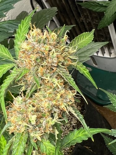 One Eyed Resin Chucker Auto by ElevenThirty Genetics – Auto-Flowering – Sweet – Indica Dominant – image 2 – Seed City
