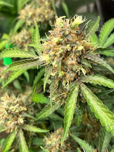 One Eyed Resin Chucker cannabis seeds – Super Strength – Indica Dominant – Outdoor – image 3 from Seed City