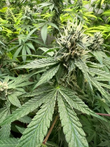 Dawg Fartz Auto by ElevenThirty Genetics – The End of September – Grape – Sativa-leaning – image 2 – Seed City