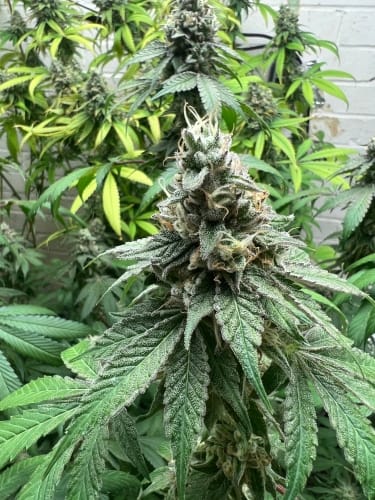 Double Scoop cannabis seeds – The End of October – Euphoric – 12/12 Photoperiod – image 5 from Seed City