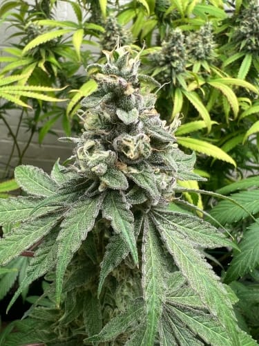 Image 6 of Double Scoop cannabis by ElevenThirty Genetics – The End of October – Fruity – 12/12 Photoperiod – Seed City