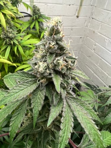 Dawg Fartz Auto by ElevenThirty Genetics – Female seeds – Indoor-friendly – Auto-Flowering – image 4 – Seed City