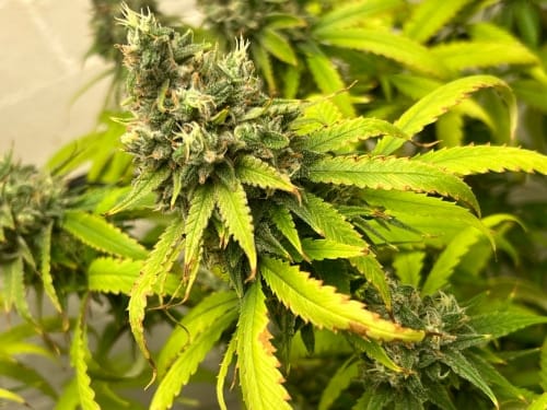 Mostly Indica – Outdoor cultivation – Gassy – Toad Venom strain – image 5 – from ElevenThirty Genetics via Seed City