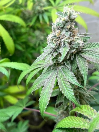 showing Auto-Flowering – Grape – The End of September – image 1 – Seed City