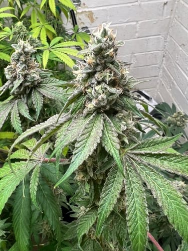 Double Scoop cannabis seeds – Suited for indoor growing – Euphoric – The End of October – image 2 from Seed City