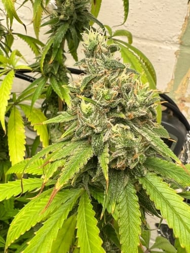 Toad Venom by ElevenThirty Genetics – Outdoor cultivation – Mostly Indica – 12/12 Photoperiod – image 3 – Seed City