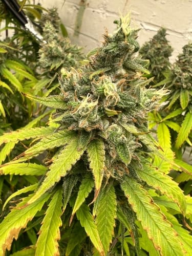 Toad Venom by ElevenThirty Genetics – 12/12 Photoperiod – Outdoor cultivation – Gassy – image 4 – Seed City