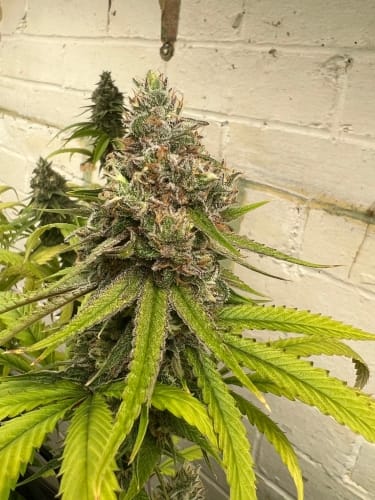 Toad Venom by ElevenThirty Genetics – The End of October – Feminized – Mostly Indica – image 2 – Seed City