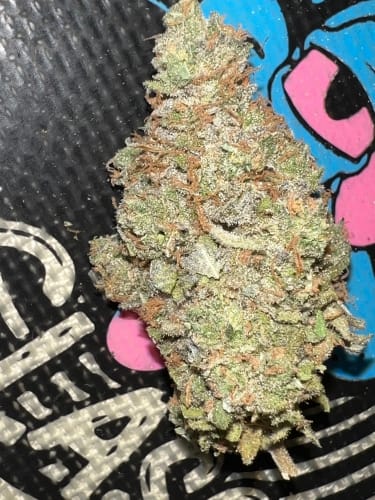 Cheese – Auto-Flowering – Indica-heavy – Cheese Wizard Auto strain – image 3 – from ElevenThirty Genetics via Seed City