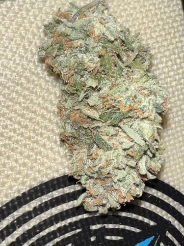 Cheese Wizard Auto from ElevenThirty Genetics