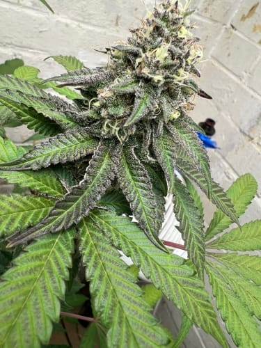 Papaya Krush from ElevenThirty Genetics