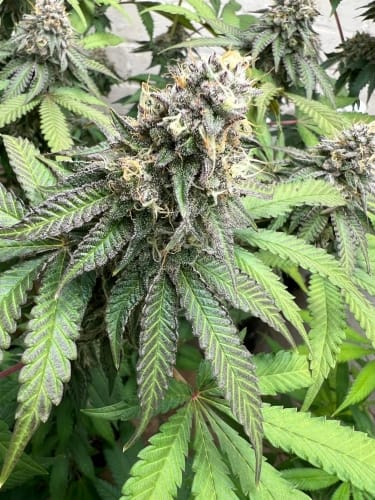 showing Feminized – Fruity – Indica-heavy – image 2 – Seed City
