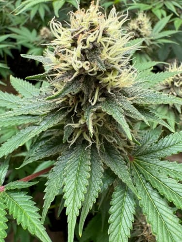 Image 2 of Cake Budder cannabis by ElevenThirty Genetics – Feminized – Gassy – 12/12 Photoperiod – Seed City