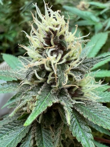 Feminized – Mostly Indica – 12/12 Photoperiod – Cake Budder strain – image 3 – from ElevenThirty Genetics via Seed City