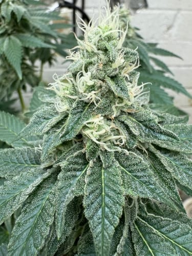 Cake Budder from ElevenThirty Genetics