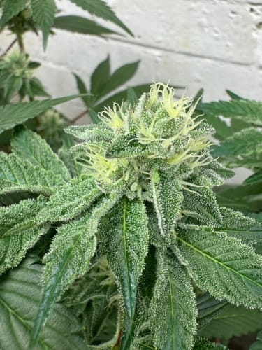 showing Indoor-friendly – Auto-Flowering – Cheese – image 1 – Seed City