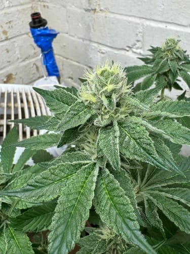 Cheese Wizard from ElevenThirty Genetics