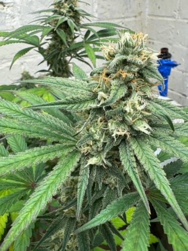 Cheese Wizard by ElevenThirty Genetics – 12/12 Photoperiod – The End of October – Indica Dominant – image 3 – Seed City