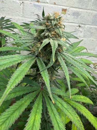 Cheese Wizard by ElevenThirty Genetics – 12/12 Photoperiod – Couch Lock – Guaranteed female plants – image 2 – Seed City