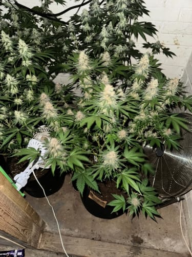 Lung Ztrikez from ElevenThirty Genetics