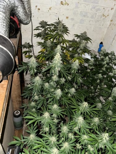 showing Sweet – Excellent harvest potential – Euphoric – image 4 – Seed City