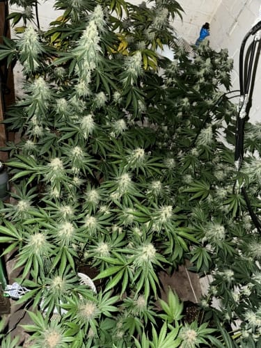Lung Ztrikez by ElevenThirty Genetics – The End of October – Sweet – 12/12 Photoperiod – image 3 – Seed City