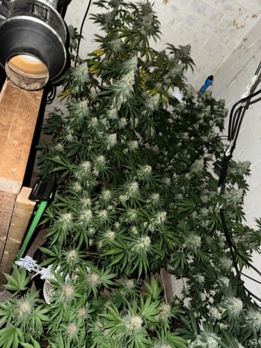 Lung Ztrikez cannabis seeds – The End of October – Euphoric – Indica Dominant – image 2 from Seed City