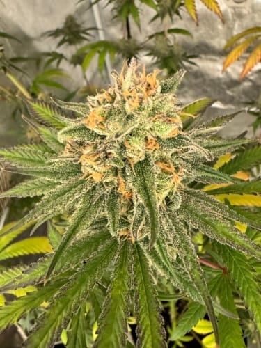 Excellent harvest potential – Indica – Fuel – Habanero OG strain – image 4 – from ElevenThirty Genetics via Seed City