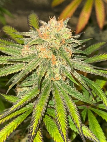 Habanero OG cannabis seeds – Fuel – Tall (140cm plus) – Guaranteed female plants – image 3 from Seed City