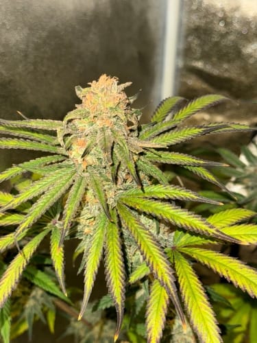 Female seeds – Spicy – High Yielding – Habanero OG Auto strain – image 3 – from ElevenThirty Genetics via Seed City