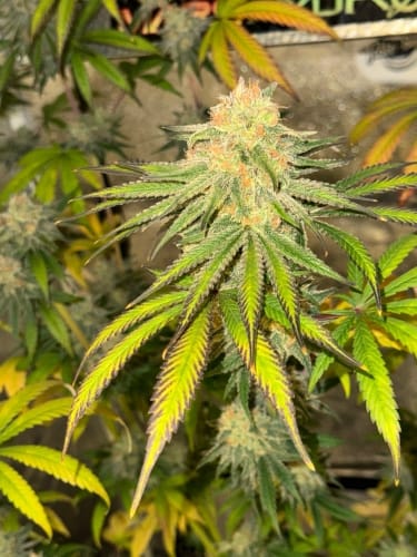 Image 4 of Habanero OG Auto cannabis by ElevenThirty Genetics – Auto-Flowering – Female seeds – Spicy – Seed City