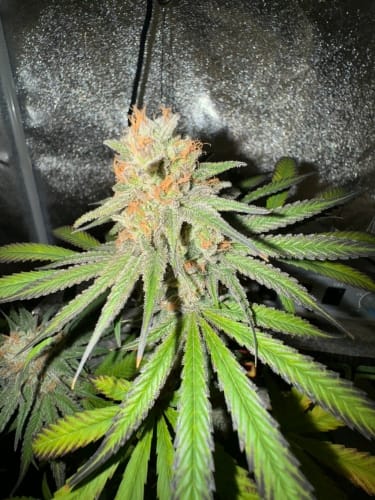 showing Spicy – Auto-Flowering – Indica – image 2 – Seed City