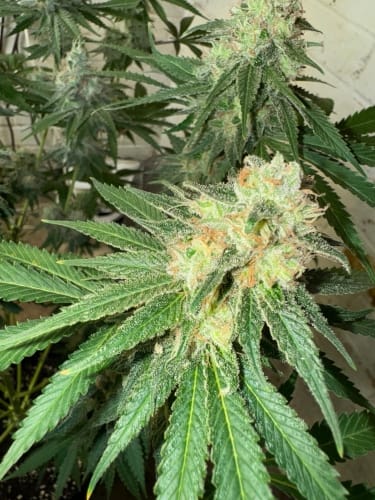 WarHeadz by ElevenThirty Genetics – Guaranteed female plants – The End of October – Super Strength – image 6 – Seed City