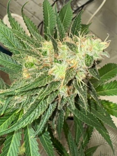 WarHeadz cannabis seeds – The End of October – 12/12 Photoperiod – Super Strength – image 5 from Seed City