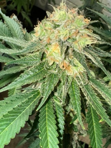 Image 4 of WarHeadz cannabis by ElevenThirty Genetics – Super Strength – Couch Lock – 12/12 Photoperiod – Seed City