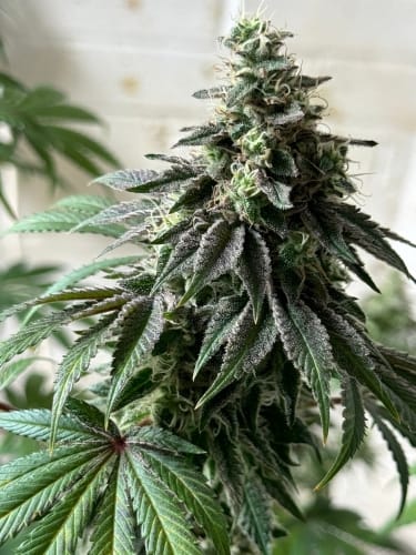 Image 4 of Cake Budder cannabis by ElevenThirty Genetics – High Yielding – Feminized – Relaxing – Seed City