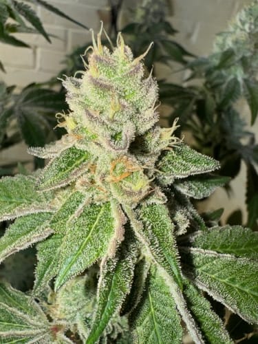 Garlic Budder from ElevenThirty Genetics