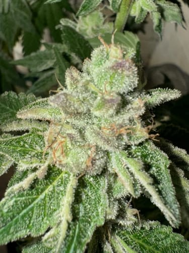 Garlic Budder cannabis seeds – Gassy – Indica-heavy – 12/12 Photoperiod – image 5 from Seed City