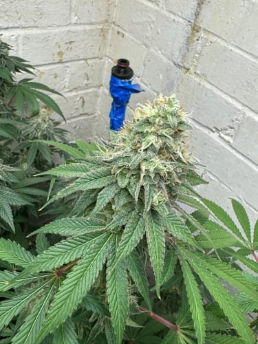 Couch Lock – High Yielding – 12/12 Photoperiod – WarHeadz strain – image 2 – from ElevenThirty Genetics via Seed City