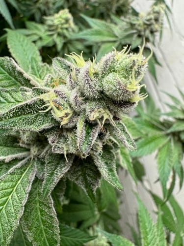 Image 4 of Garlic Budder cannabis by ElevenThirty Genetics – Gassy – Super Strength – Indica-heavy – Seed City