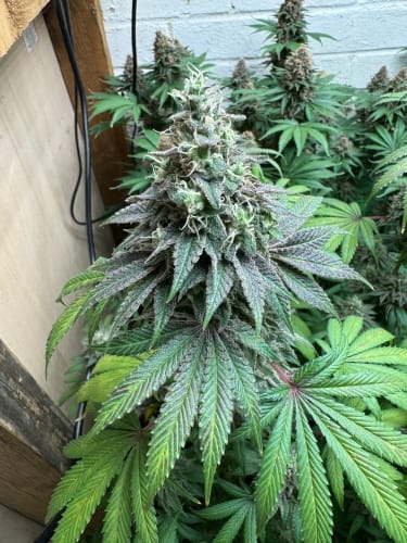 showing 50% Indica/50% Sativa – Vanilla – Relaxing – image 2 – Seed City